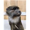 Image 6 : African Allen's Swamp Monkey Full Body Taxidermy Mount
