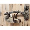 Image 2 : Rare Two Toed Sloth Full Body Taxidermy Mount