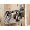 Image 3 : Rare Two Toed Sloth Full Body Taxidermy Mount