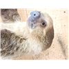 Image 4 : Rare Two Toed Sloth Full Body Taxidermy Mount