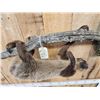 Image 5 : Rare Two Toed Sloth Full Body Taxidermy Mount