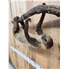 Image 6 : Rare Two Toed Sloth Full Body Taxidermy Mount