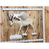 Image 1 : Pegasus The Flying African Springbok Full Body Taxidermy Mount