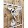 Image 2 : Pegasus The Flying African Springbok Full Body Taxidermy Mount