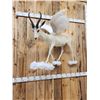 Image 3 : Pegasus The Flying African Springbok Full Body Taxidermy Mount