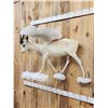 Image 4 : Pegasus The Flying African Springbok Full Body Taxidermy Mount