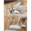 Image 5 : Pegasus The Flying African Springbok Full Body Taxidermy Mount