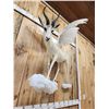 Image 6 : Pegasus The Flying African Springbok Full Body Taxidermy Mount