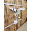 Image 7 : Pegasus The Flying African Springbok Full Body Taxidermy Mount