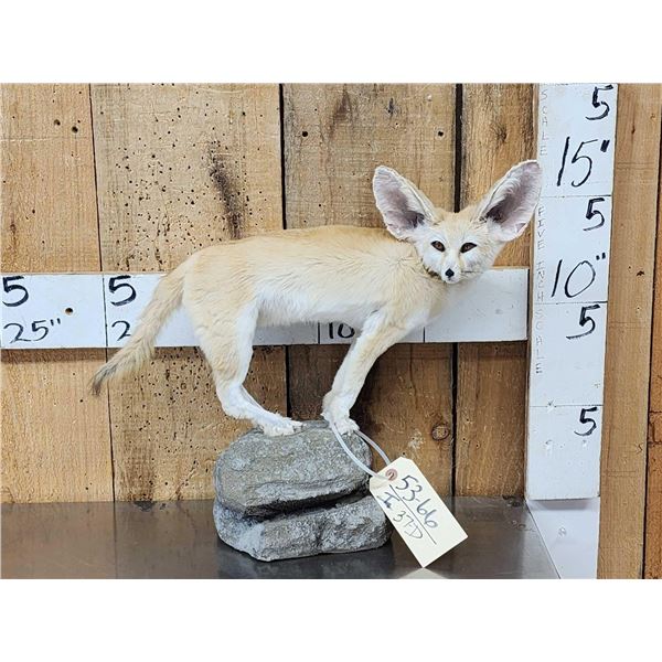 African Fennec Fox Full Body Taxidermy Mount