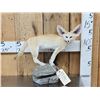 Image 1 : African Fennec Fox Full Body Taxidermy Mount