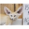 Image 2 : African Fennec Fox Full Body Taxidermy Mount