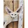 Image 3 : African Fennec Fox Full Body Taxidermy Mount