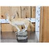 Image 5 : African Fennec Fox Full Body Taxidermy Mount