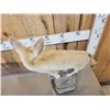 Image 6 : African Fennec Fox Full Body Taxidermy Mount