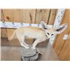 Image 7 : African Fennec Fox Full Body Taxidermy Mount