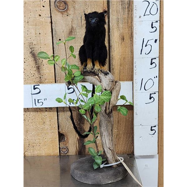 Red Handed Tamarin Monkey Full Body Taxidermy Mount