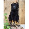 Image 2 : Red Handed Tamarin Monkey Full Body Taxidermy Mount