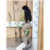 Image 3 : Red Handed Tamarin Monkey Full Body Taxidermy Mount