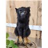 Image 6 : Red Handed Tamarin Monkey Full Body Taxidermy Mount