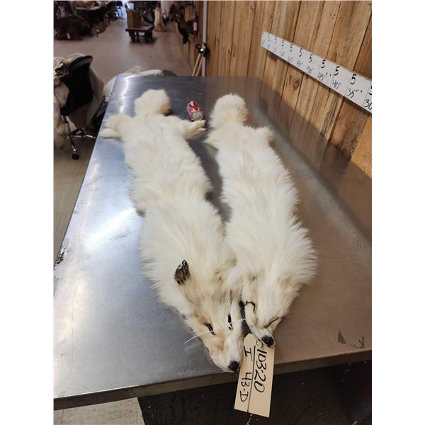 2 White Ranch Fox Soft Tanned Furs Taxidermy