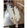 Image 1 : 2 White Ranch Fox Soft Tanned Furs Taxidermy
