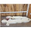 Image 2 : 2 White Ranch Fox Soft Tanned Furs Taxidermy