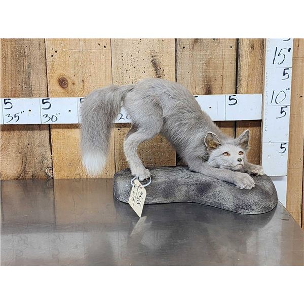 Ranch Fox Pup At Play Full Body Taxidermy Mount