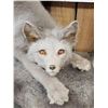 Image 2 : Ranch Fox Pup At Play Full Body Taxidermy Mount
