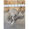 Image 5 : Ranch Fox Pup At Play Full Body Taxidermy Mount