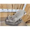 Image 7 : Ranch Fox Pup At Play Full Body Taxidermy Mount