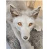 Image 8 : Ranch Fox Pup At Play Full Body Taxidermy Mount