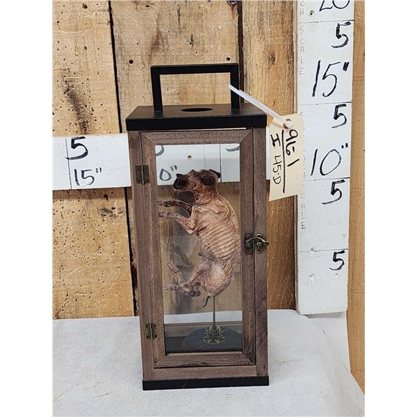 Mummified Baby Pig With Cyclops Eye