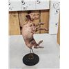 Image 5 : Mummified Baby Pig With Cyclops Eye