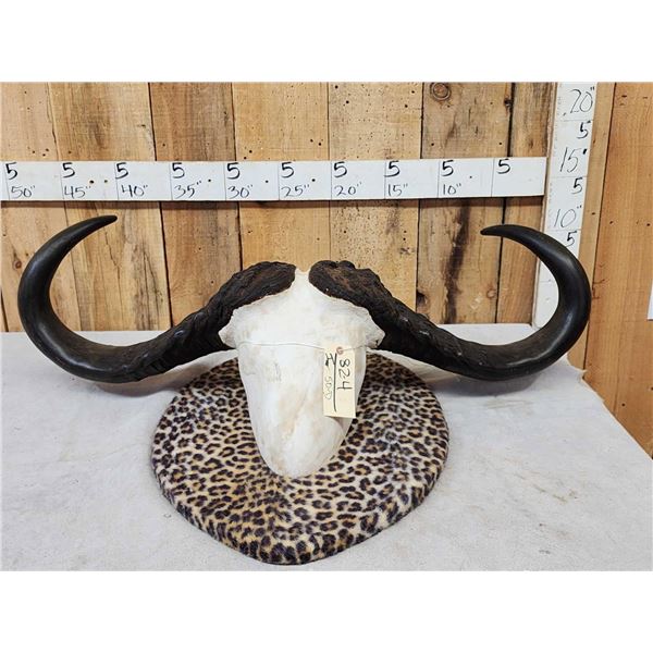 Monster 44 1/2" Wide African Cape Buffalo Horns On Plaque