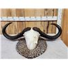 Image 1 : Monster 44 1/2" Wide African Cape Buffalo Horns On Plaque