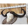 Image 2 : Monster 44 1/2" Wide African Cape Buffalo Horns On Plaque