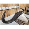 Image 3 : Monster 44 1/2" Wide African Cape Buffalo Horns On Plaque