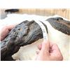 Image 6 : Monster 44 1/2" Wide African Cape Buffalo Horns On Plaque
