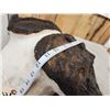 Image 7 : Monster 44 1/2" Wide African Cape Buffalo Horns On Plaque