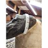 Image 8 : Monster 44 1/2" Wide African Cape Buffalo Horns On Plaque