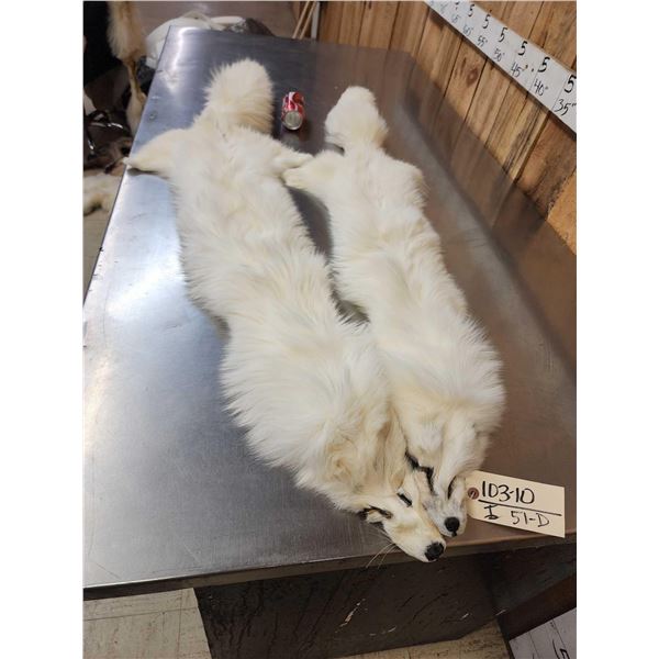 2 White Ranch Fox Soft Tanned Furs Taxidermy