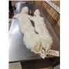 Image 1 : 2 White Ranch Fox Soft Tanned Furs Taxidermy