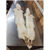 Image 7 : 2 White Ranch Fox Soft Tanned Furs Taxidermy
