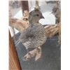 Image 10 : Pair Of Scaled Blue Quail In End Table Display Bird Taxidermy