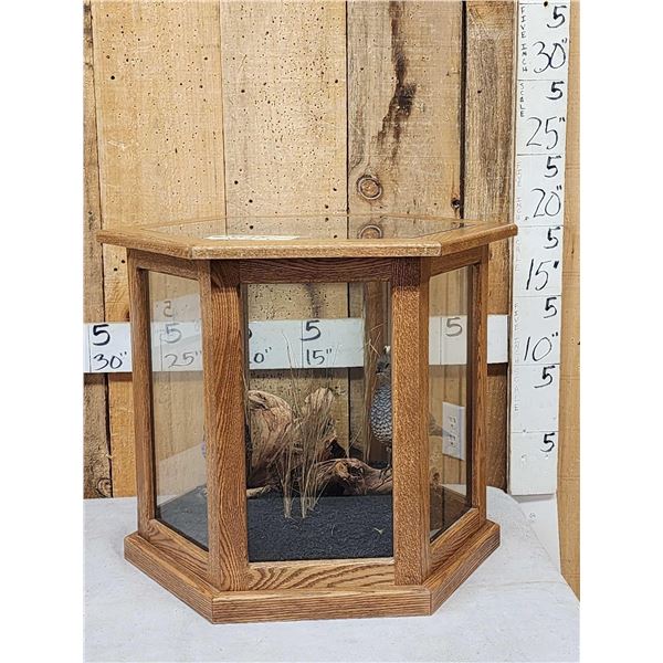 Pair Of Scaled Blue Quail In End Table Display Bird Taxidermy