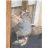 Image 2 : Pair Of Scaled Blue Quail In End Table Display Bird Taxidermy