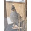 Image 4 : Pair Of Scaled Blue Quail In End Table Display Bird Taxidermy