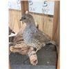 Image 5 : Pair Of Scaled Blue Quail In End Table Display Bird Taxidermy