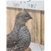 Image 9 : Pair Of Scaled Blue Quail In End Table Display Bird Taxidermy